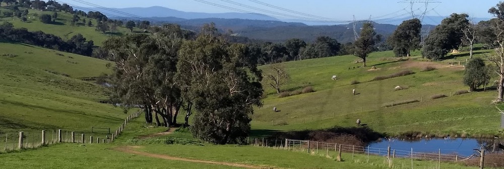 A photo of our stunning Green Wedge landscape, taken from the Maroondah Aqueduct Trail in Kangaroo Ground.